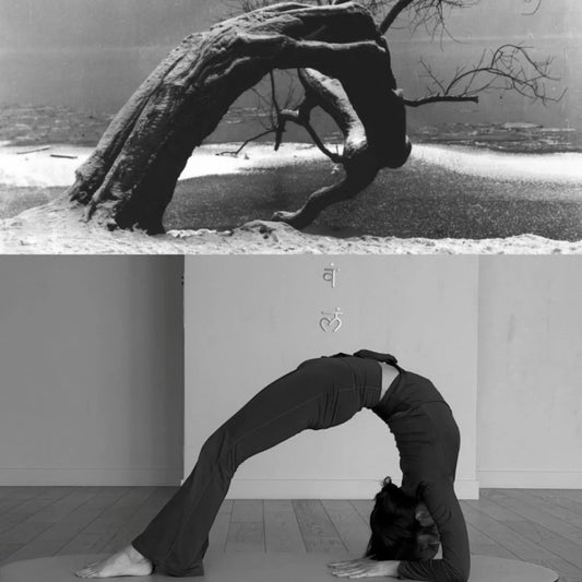 A bent old tree above a woman in a backbend, black and white